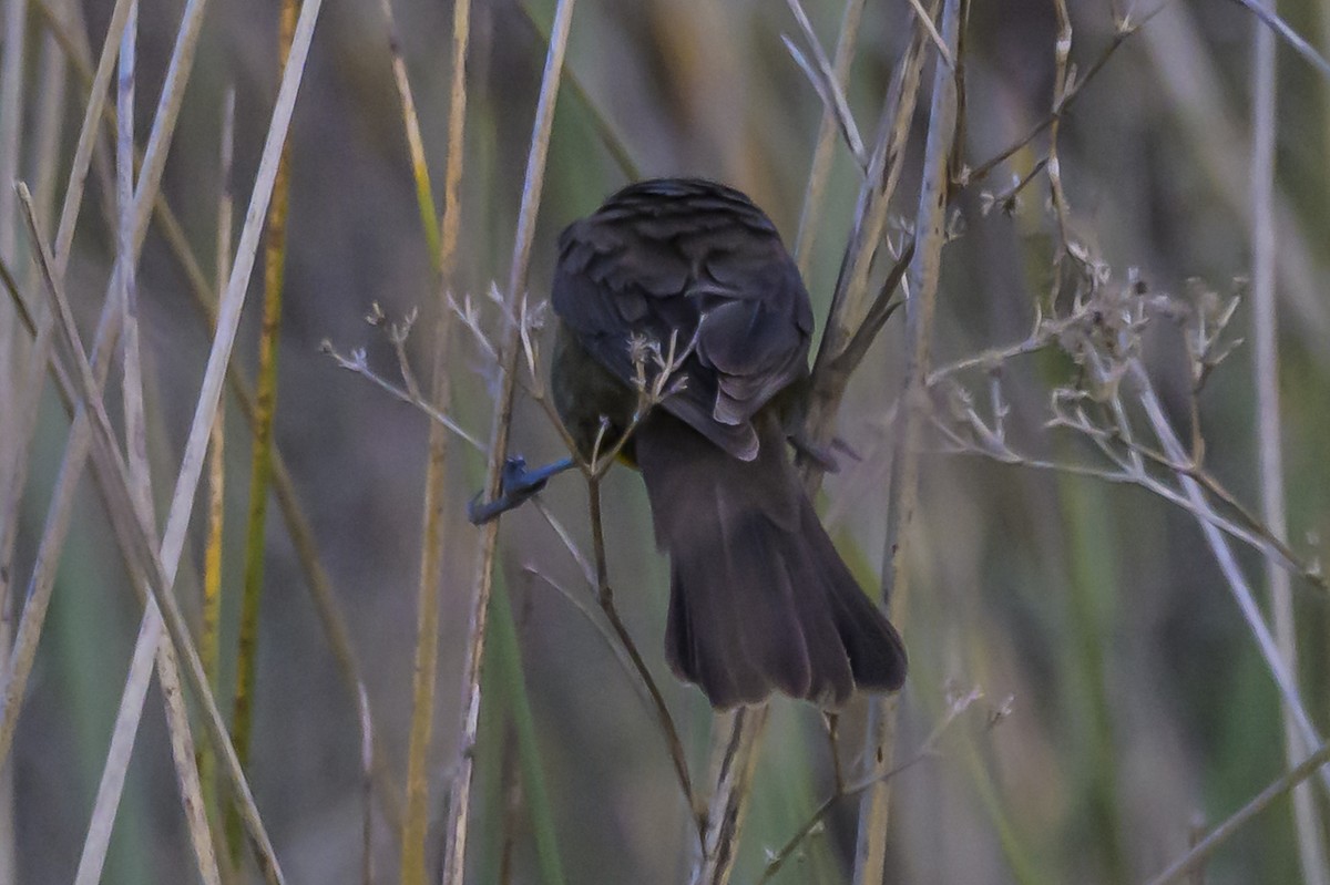 Brown-and-yellow Marshbird - ML638324795