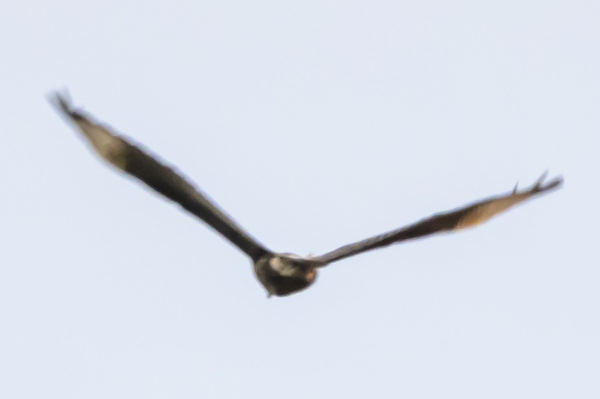 Crested Caracara - ML638324812