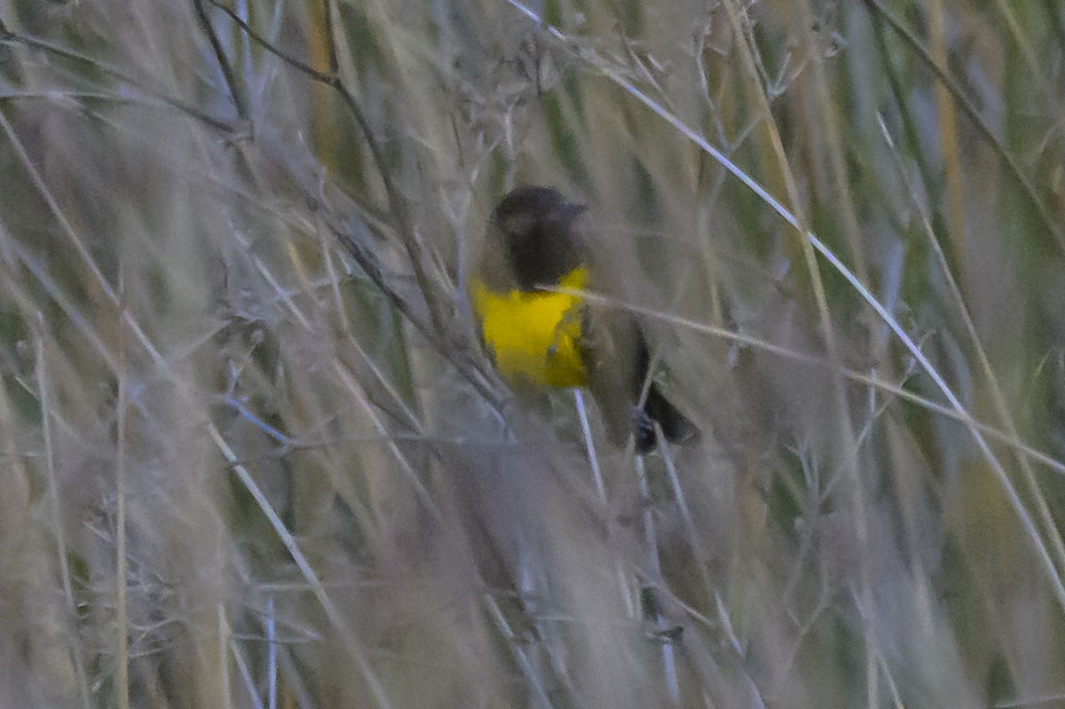 Brown-and-yellow Marshbird - ML638324818