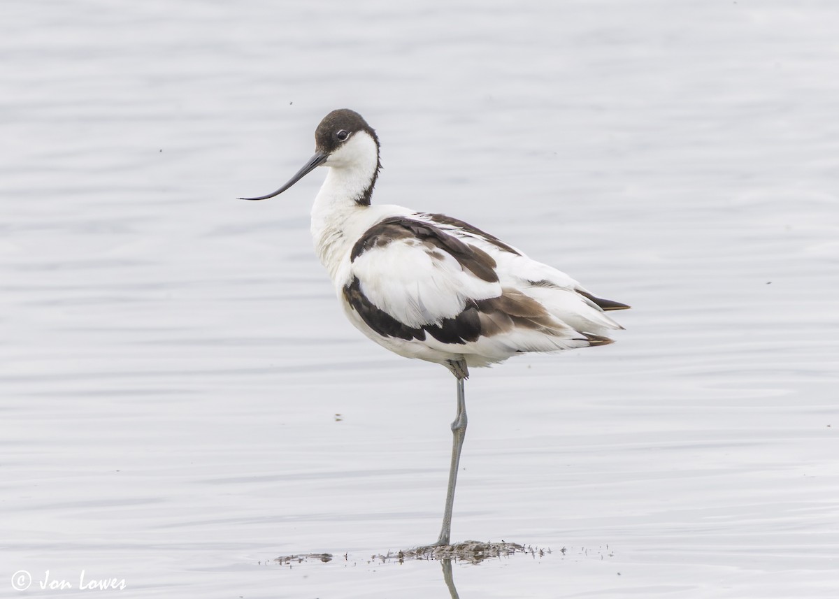 Avoceta Común - ML638324829