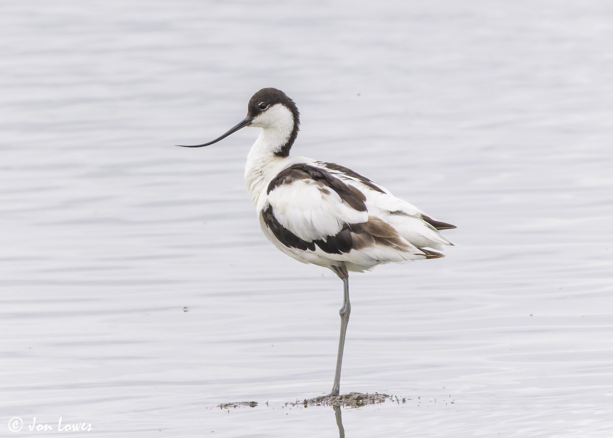 Avoceta Común - ML638324830