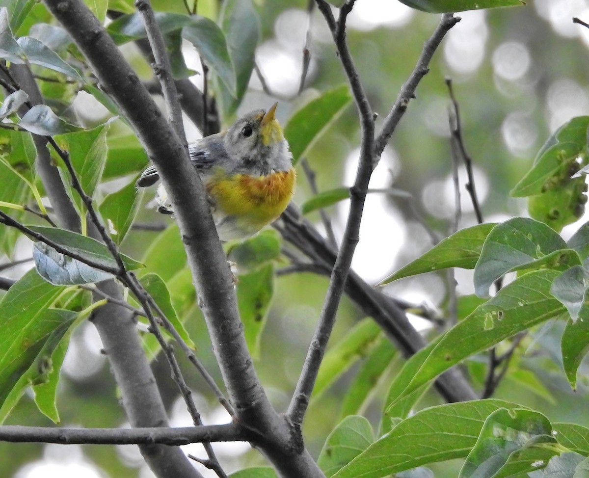 Northern Parula - ML638324833