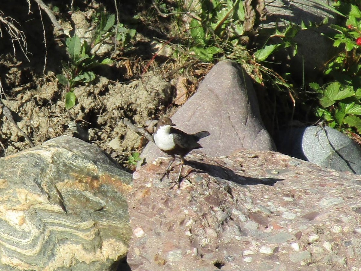 Wasseramsel - ML638324840