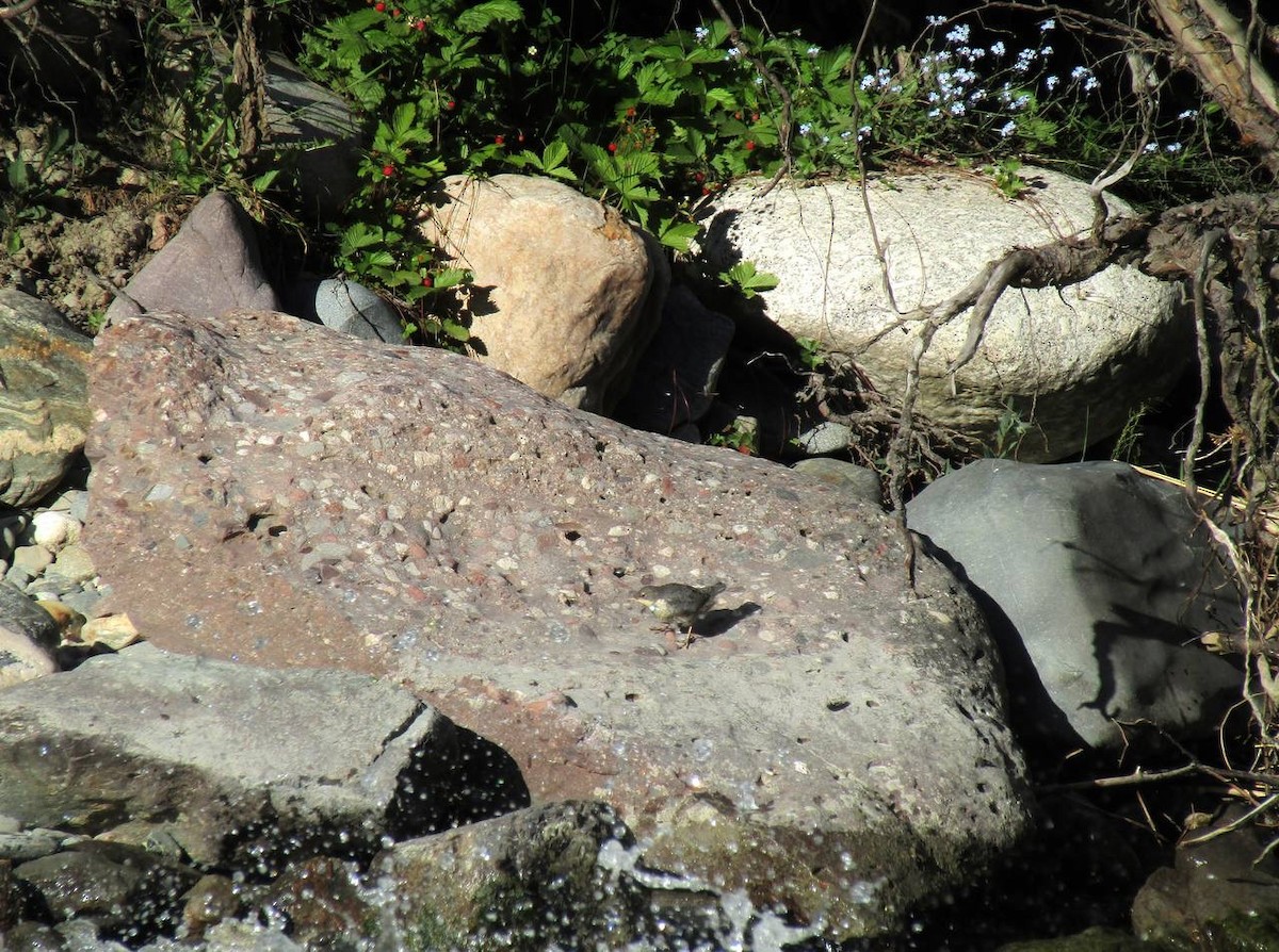Wasseramsel - ML638324841
