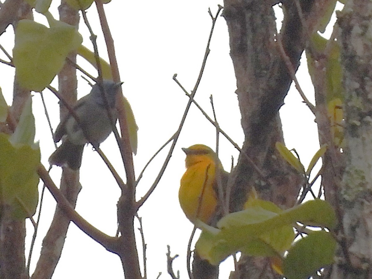 Kırmızı Minivet - ML638324843
