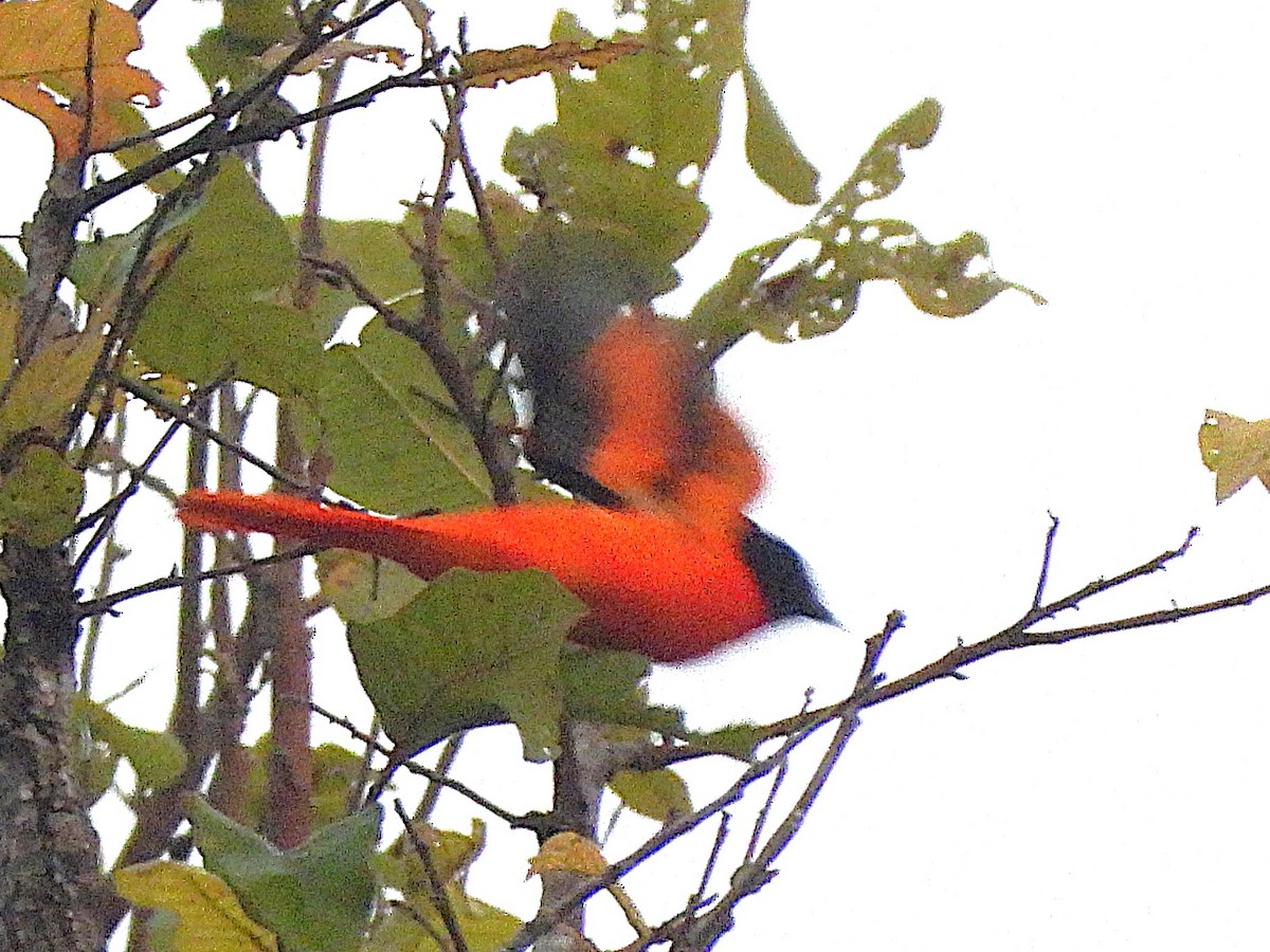 Kırmızı Minivet - ML638324845