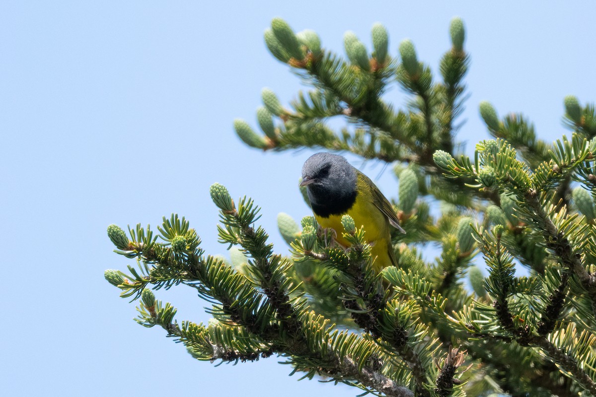 Graukopf-Waldsänger - ML638324849