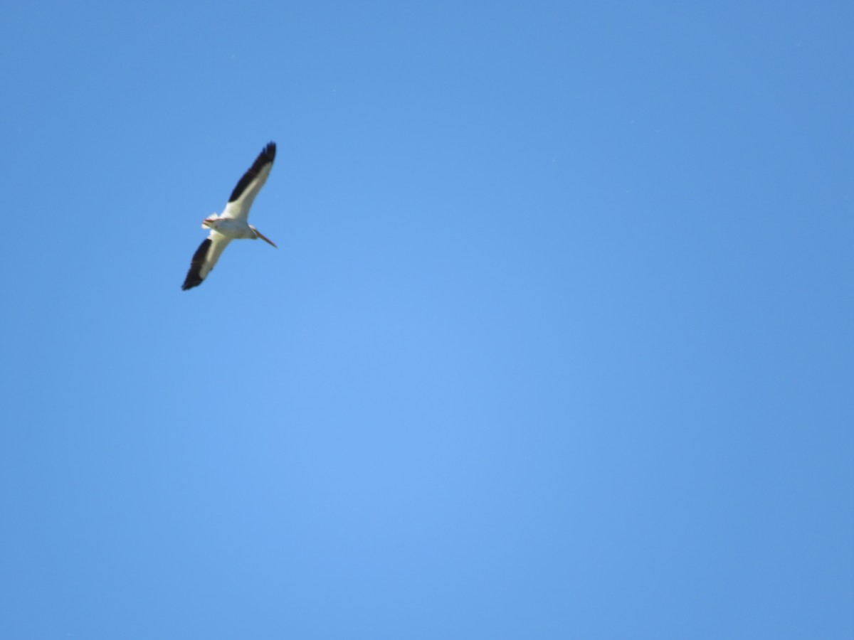 American White Pelican - ML638324868