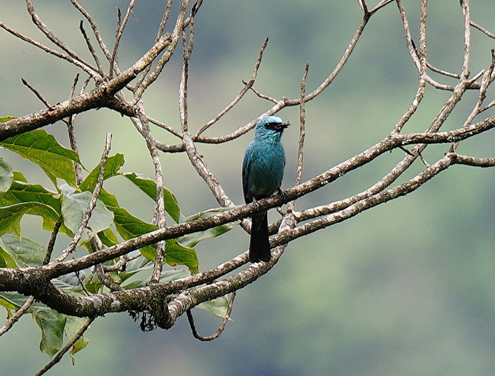 Verditer Flycatcher - ML638324871