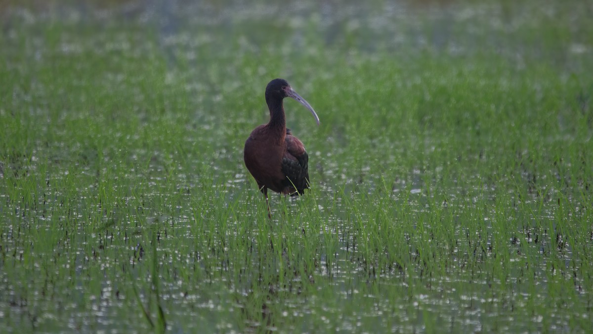 White-faced Ibis - ML638324876