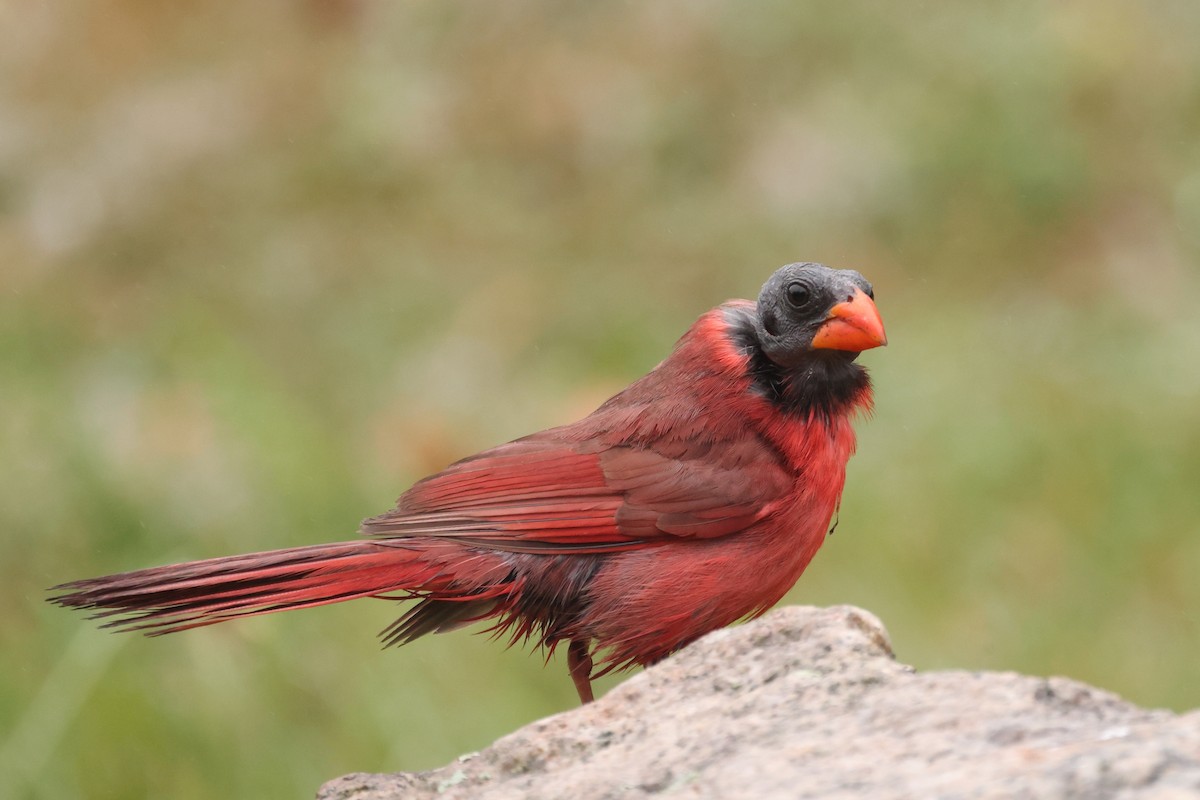 Northern Cardinal - ML638324884