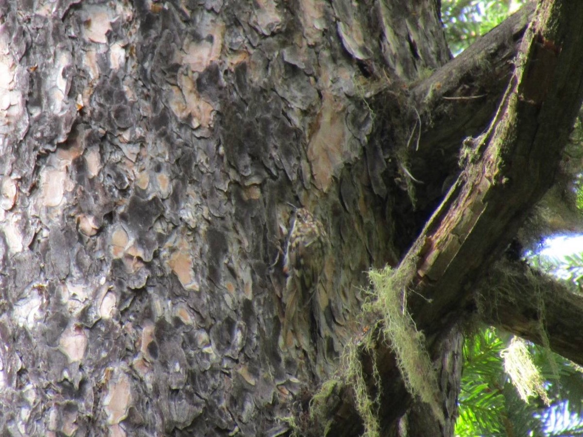 Eurasian Treecreeper - ML638324885