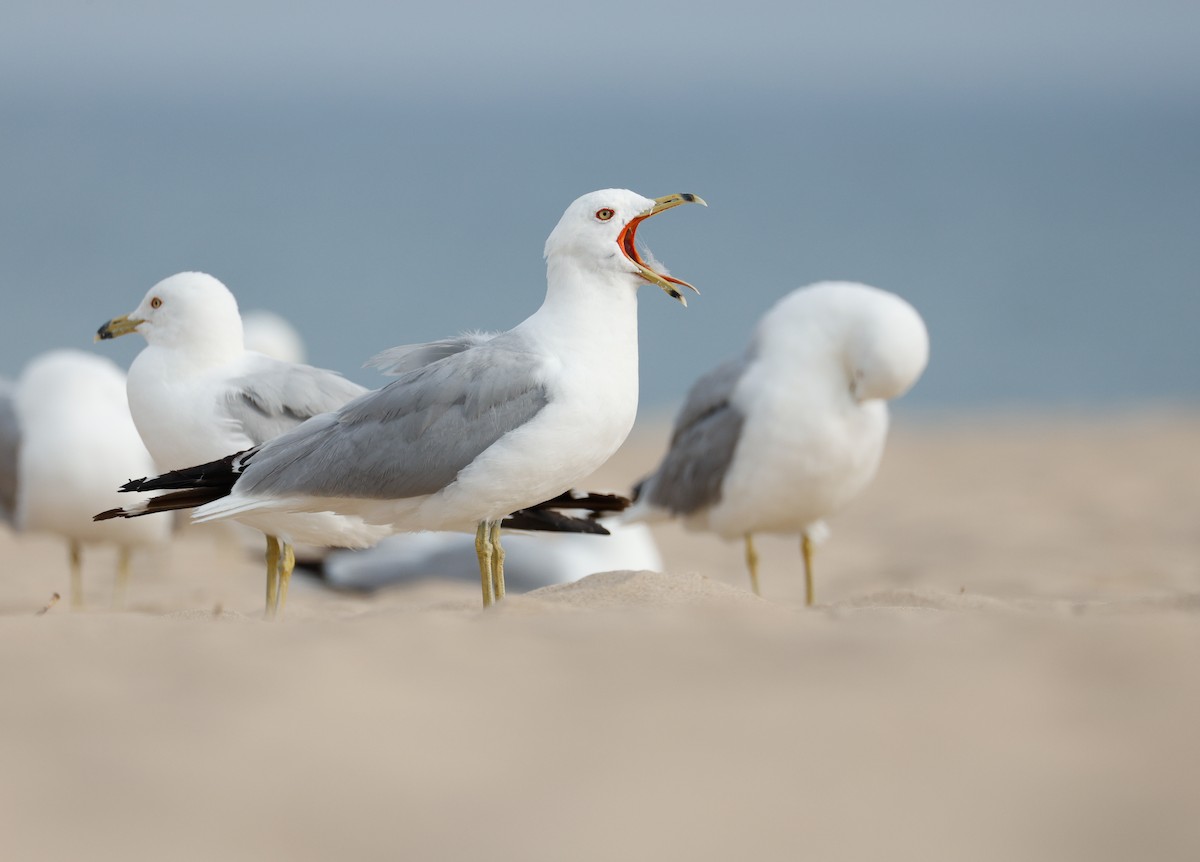 Ring-billed Gull - ML638324887