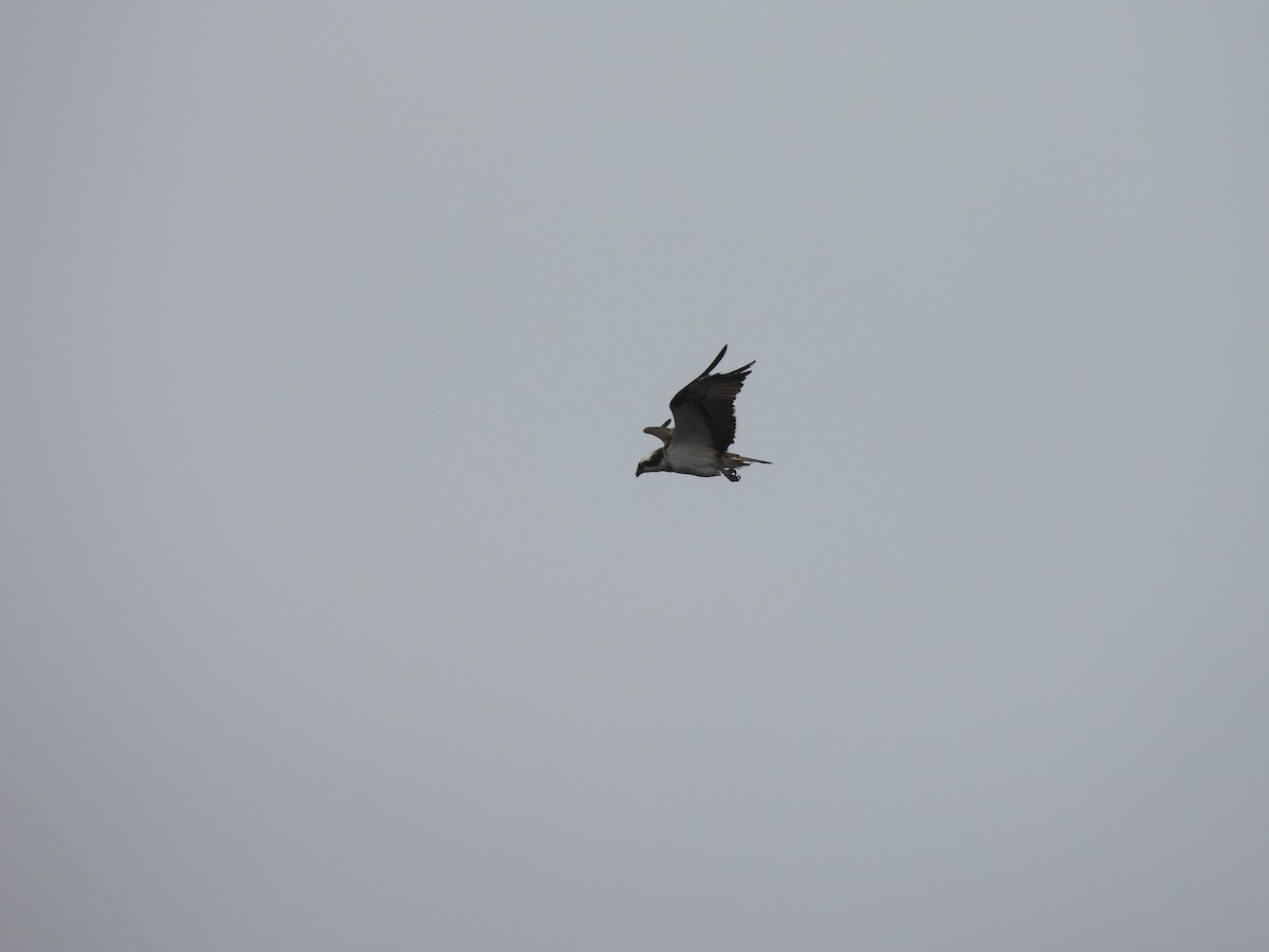 Águila Pescadora - ML638324888