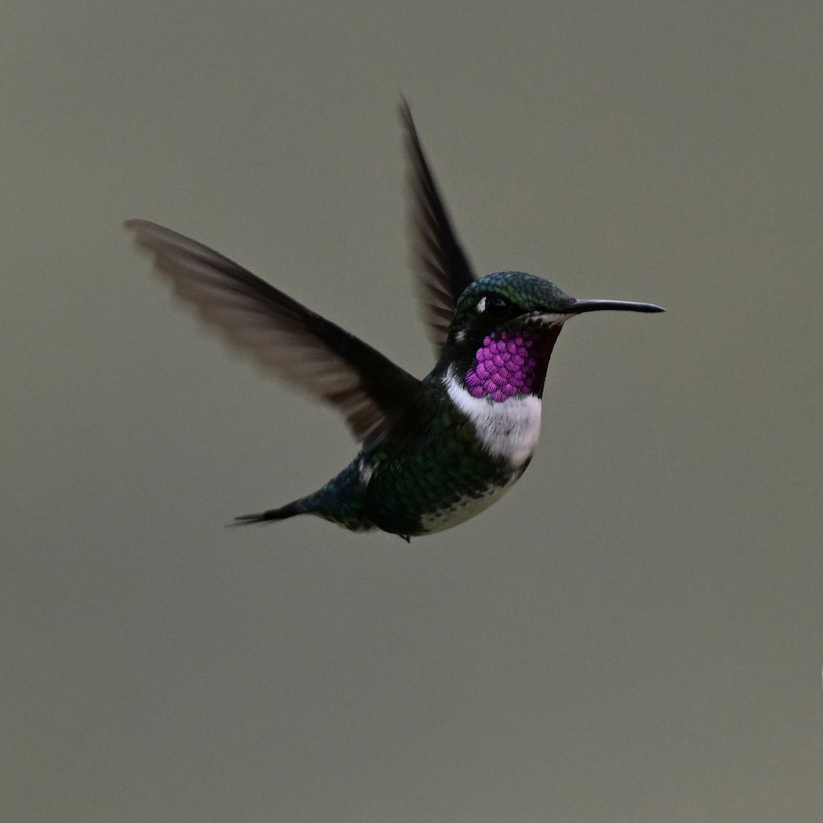 White-bellied Woodstar - ML638324889