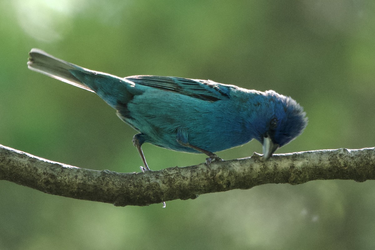 Indigo Bunting - ML638324890