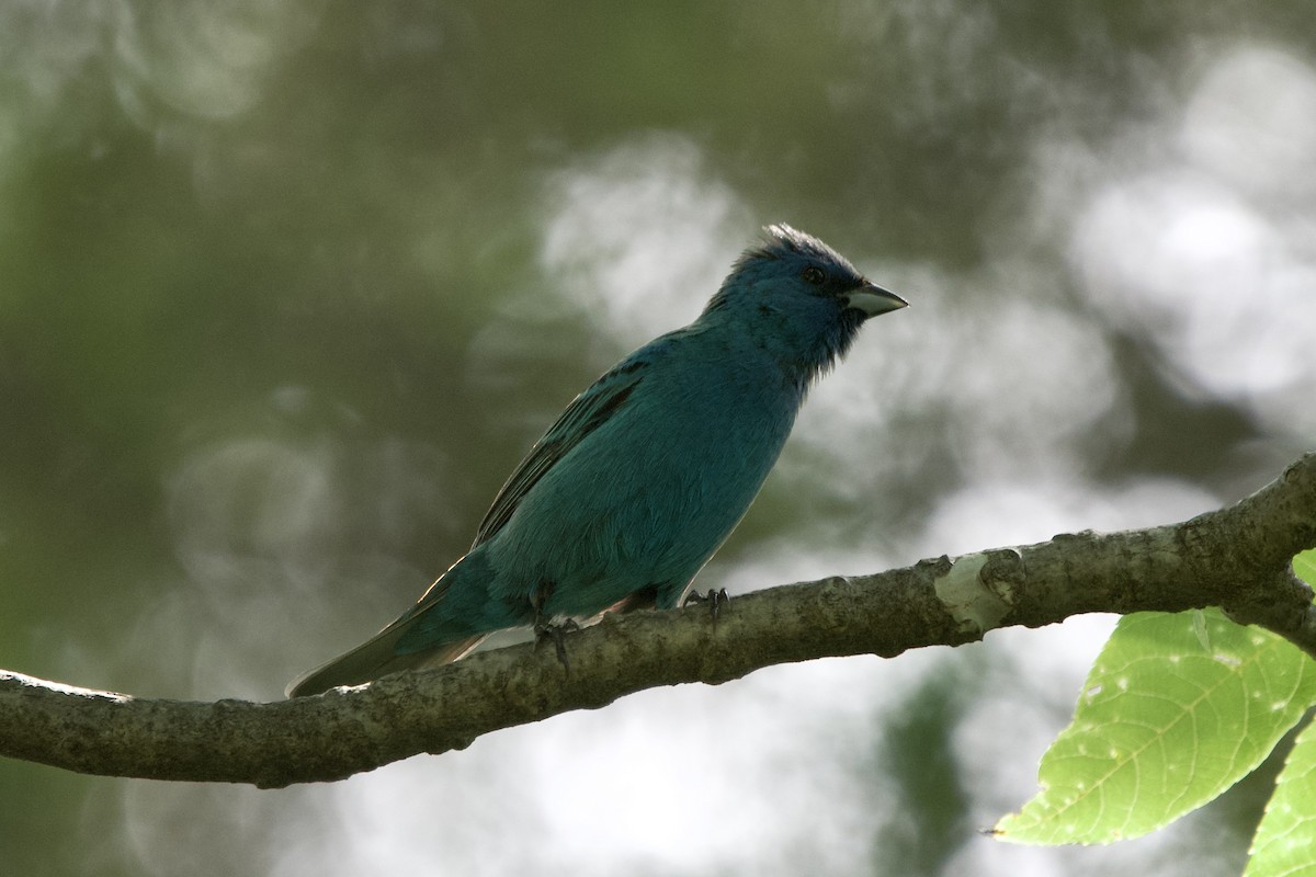 Indigo Bunting - ML638324891