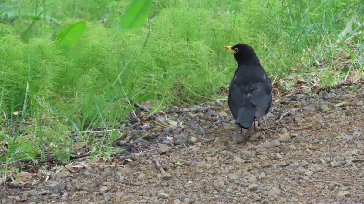 Eurasian Blackbird - ML638324897