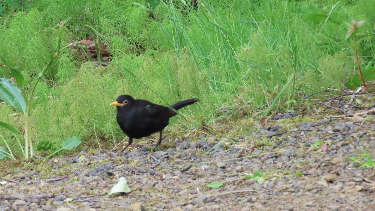 Eurasian Blackbird - ML638324898