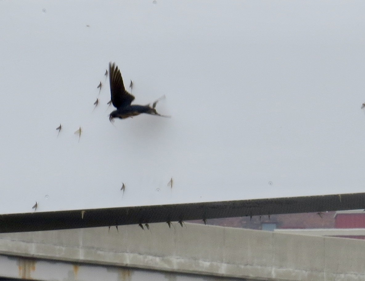 Barn Swallow - ML638324899