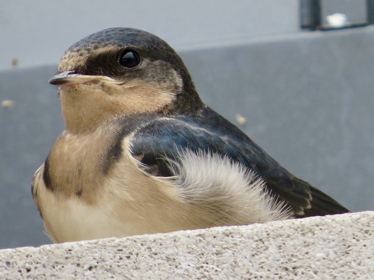 Barn Swallow - ML638324900