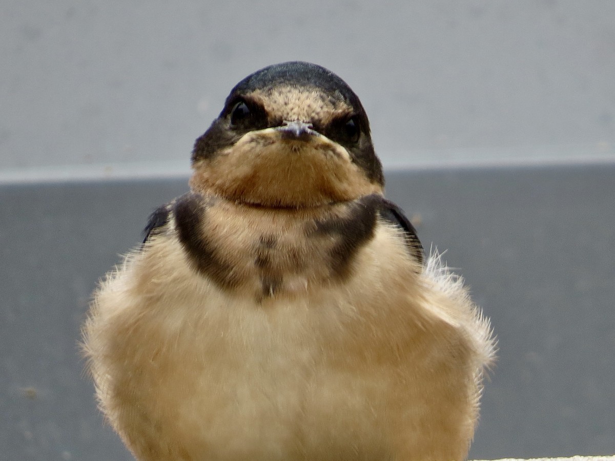 Barn Swallow - ML638324901