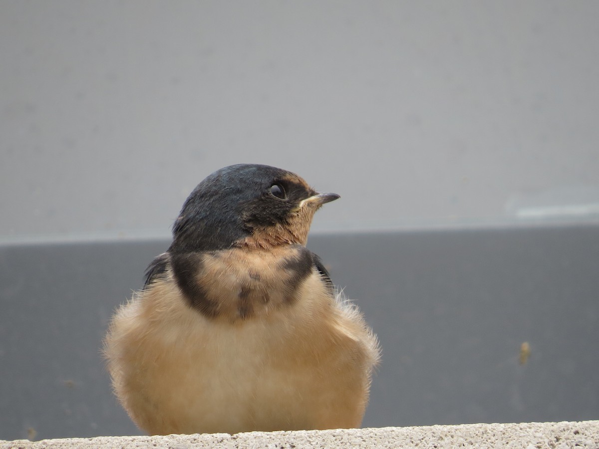 Barn Swallow - ML638324902