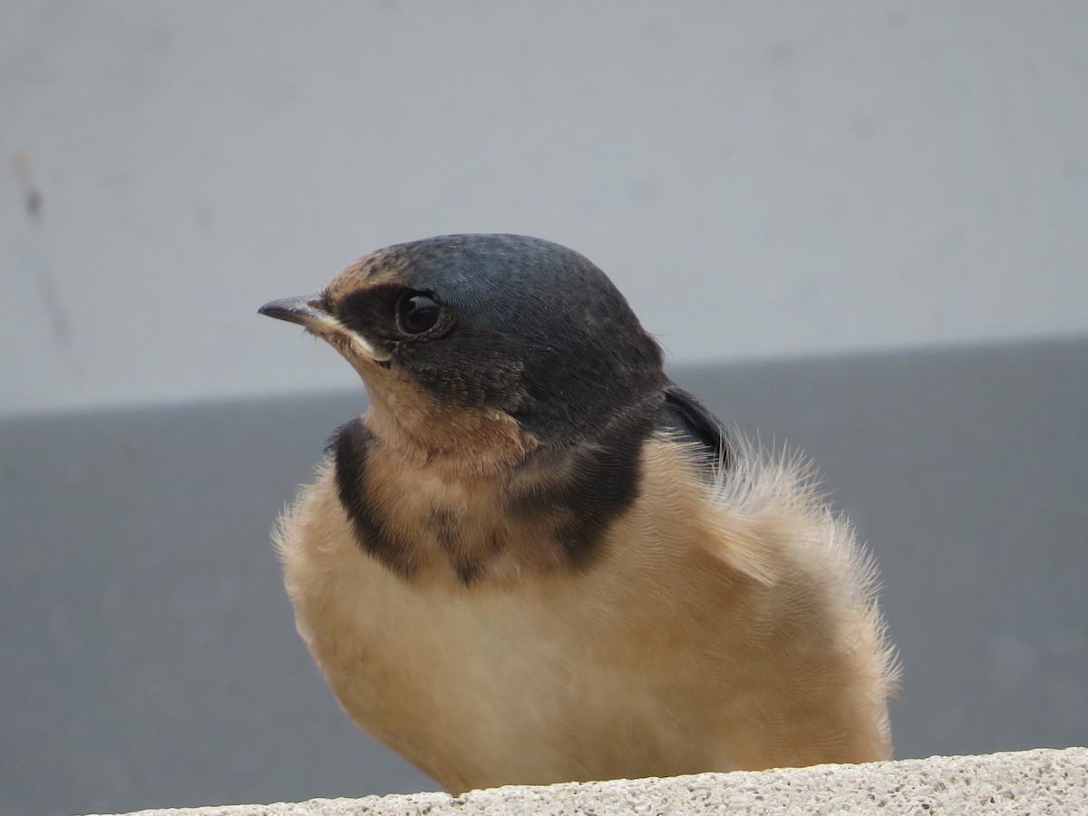 Barn Swallow - ML638324904