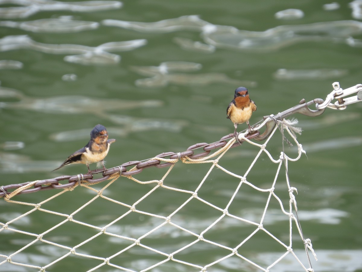 Barn Swallow - ML638324905