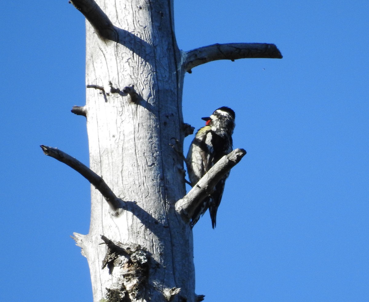 Red-naped Sapsucker - ML638324912