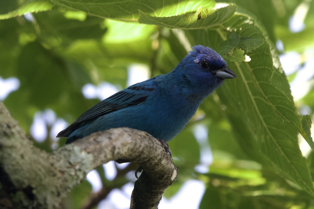 Indigo Bunting - ML638324922
