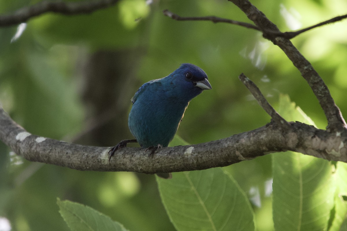 Indigo Bunting - ML638324923