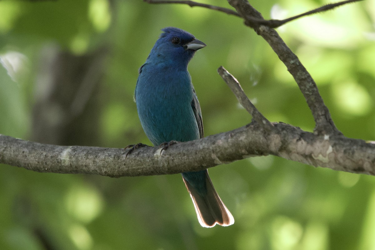 Indigo Bunting - ML638324924