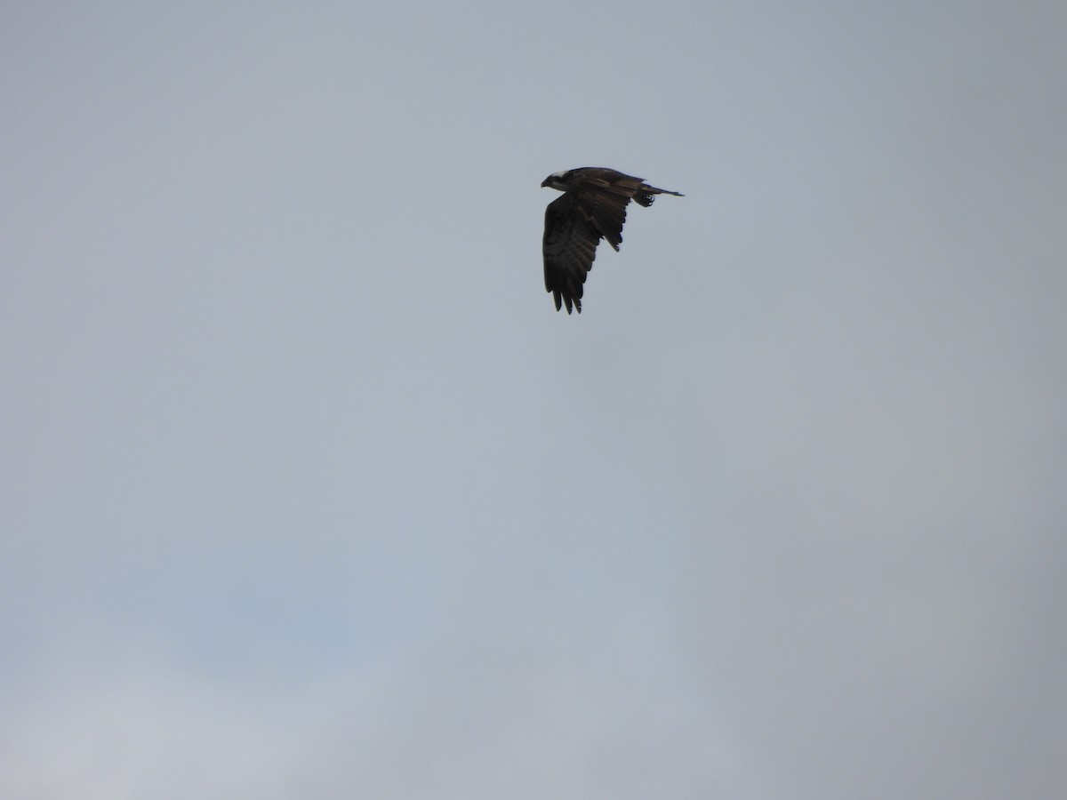 Águila Pescadora - ML638324931