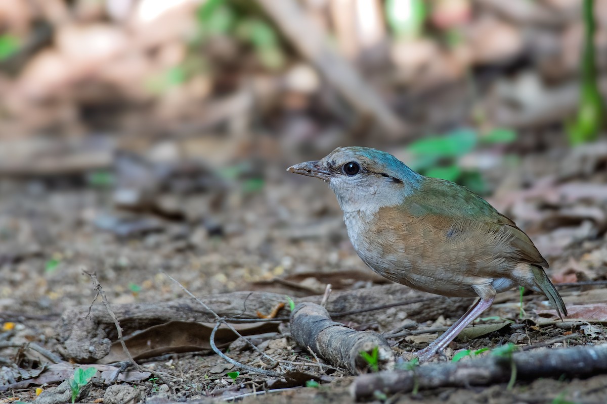 Blue-rumped Pitta - ML638324932