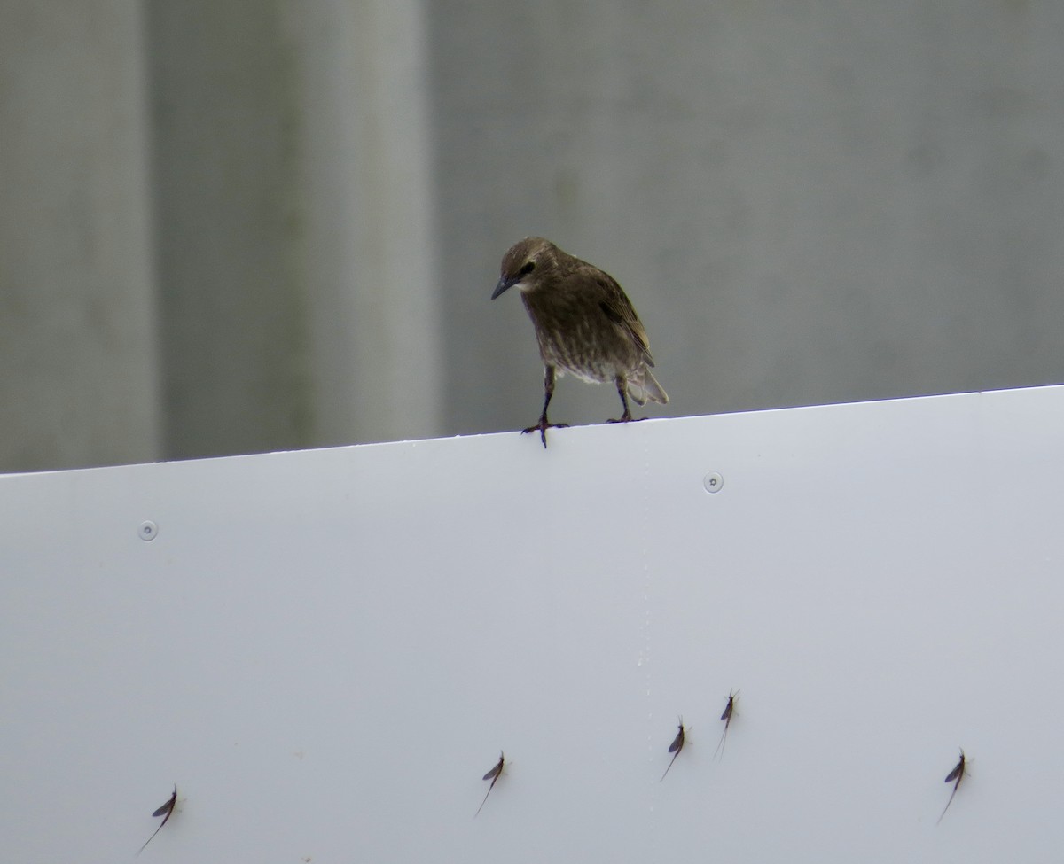 European Starling - ML638324933