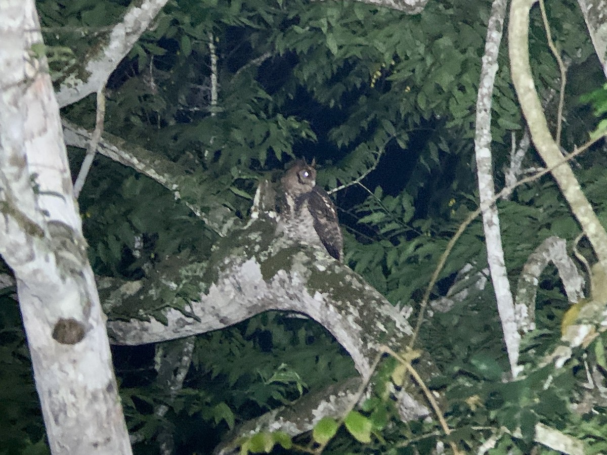 Fraser's Eagle-Owl (Usambara) - ML638324938