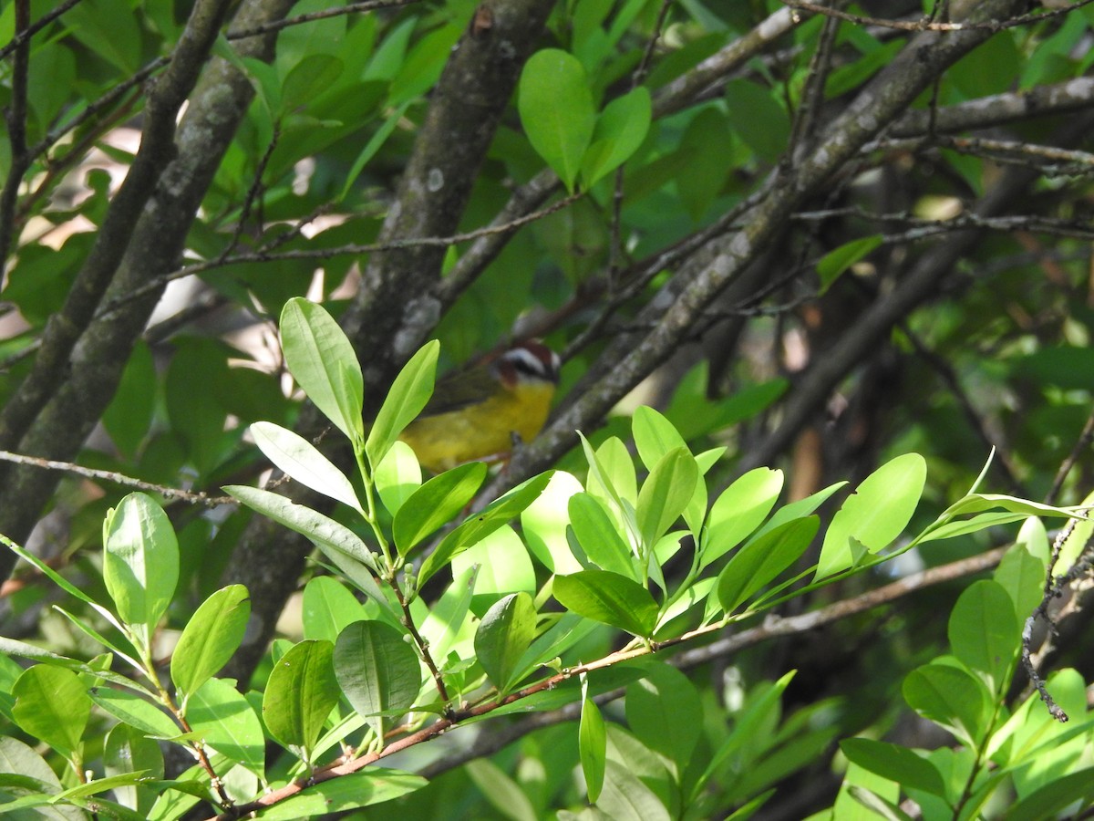 Chestnut-capped Warbler - ML638324945