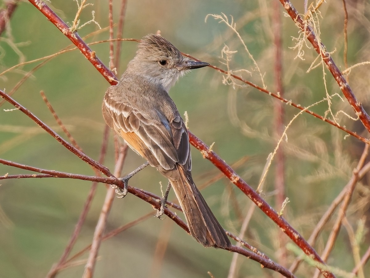 Ash-throated Flycatcher - ML638324959