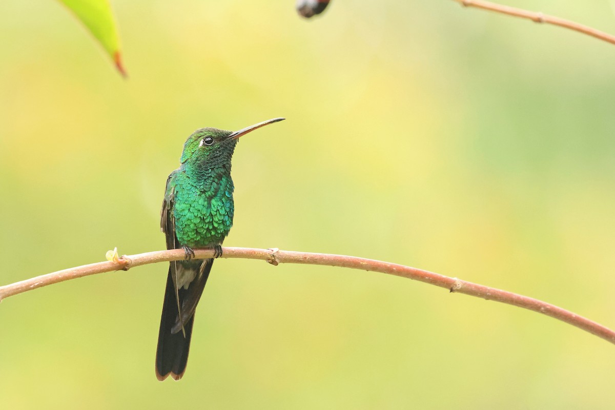 Cuban Emerald - ML638324962