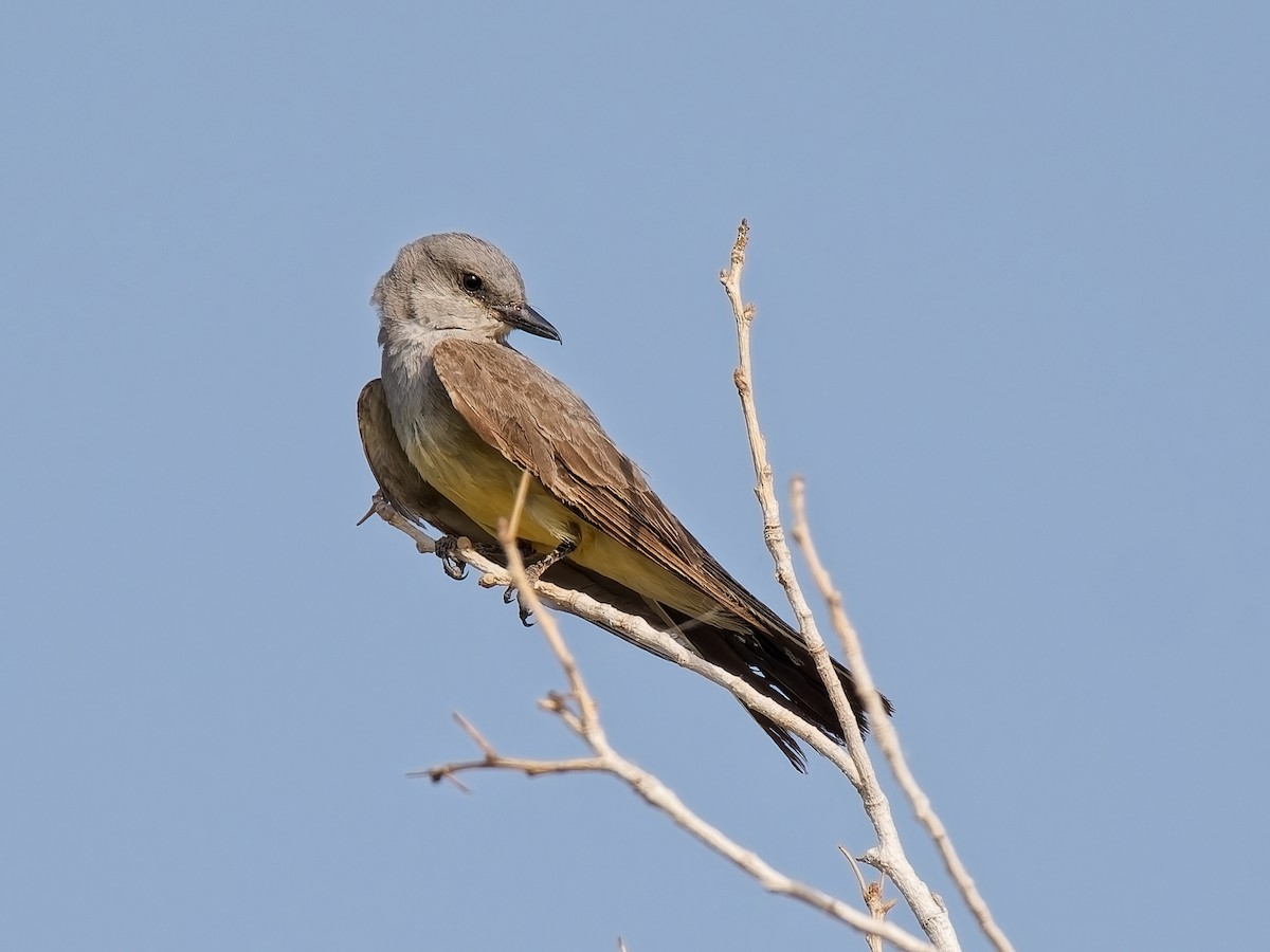 Western Kingbird - ML638324963
