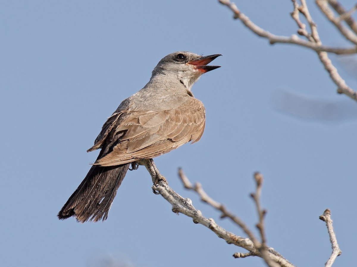Western Kingbird - ML638324965