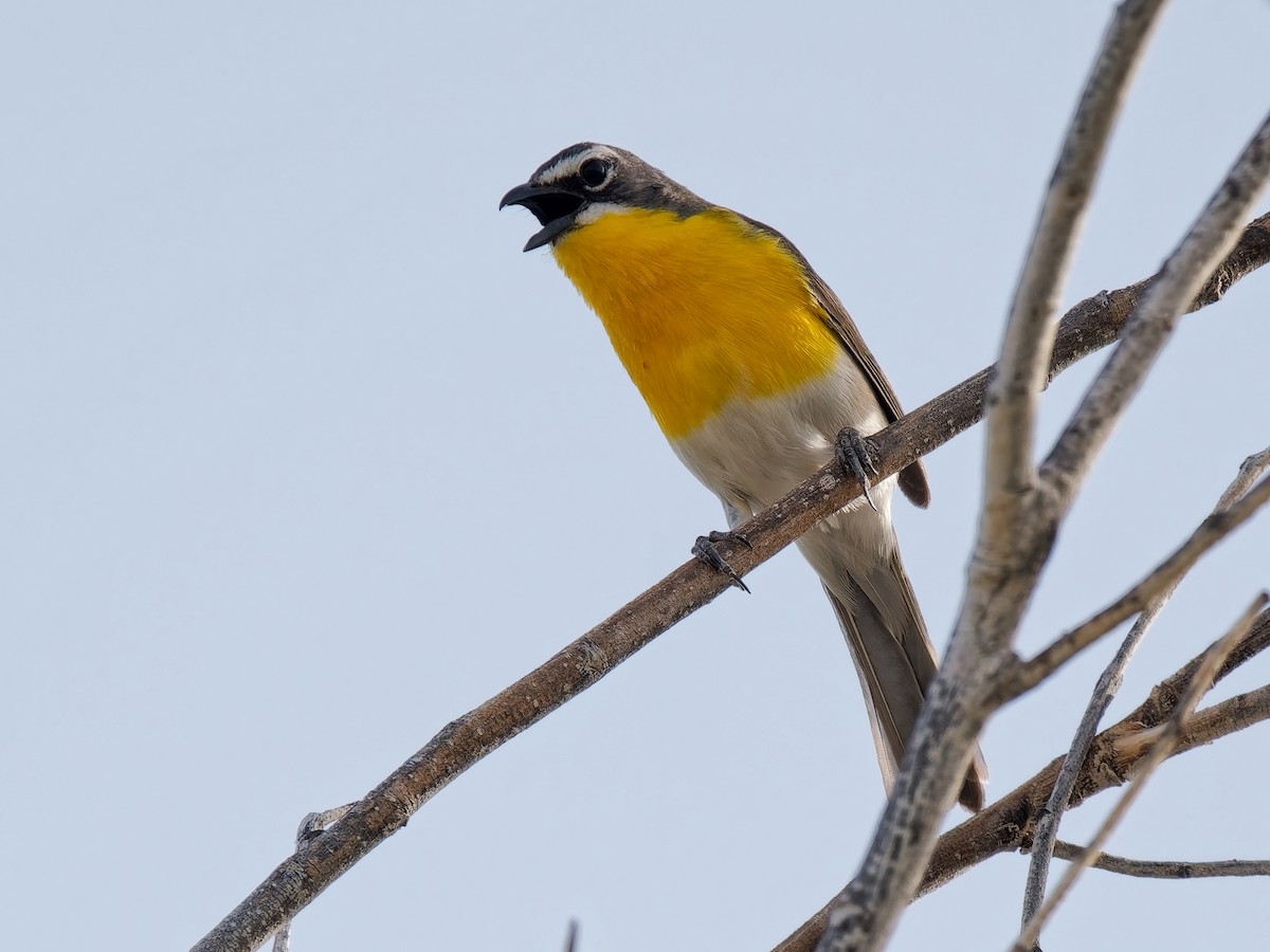 Yellow-breasted Chat - ML638324969