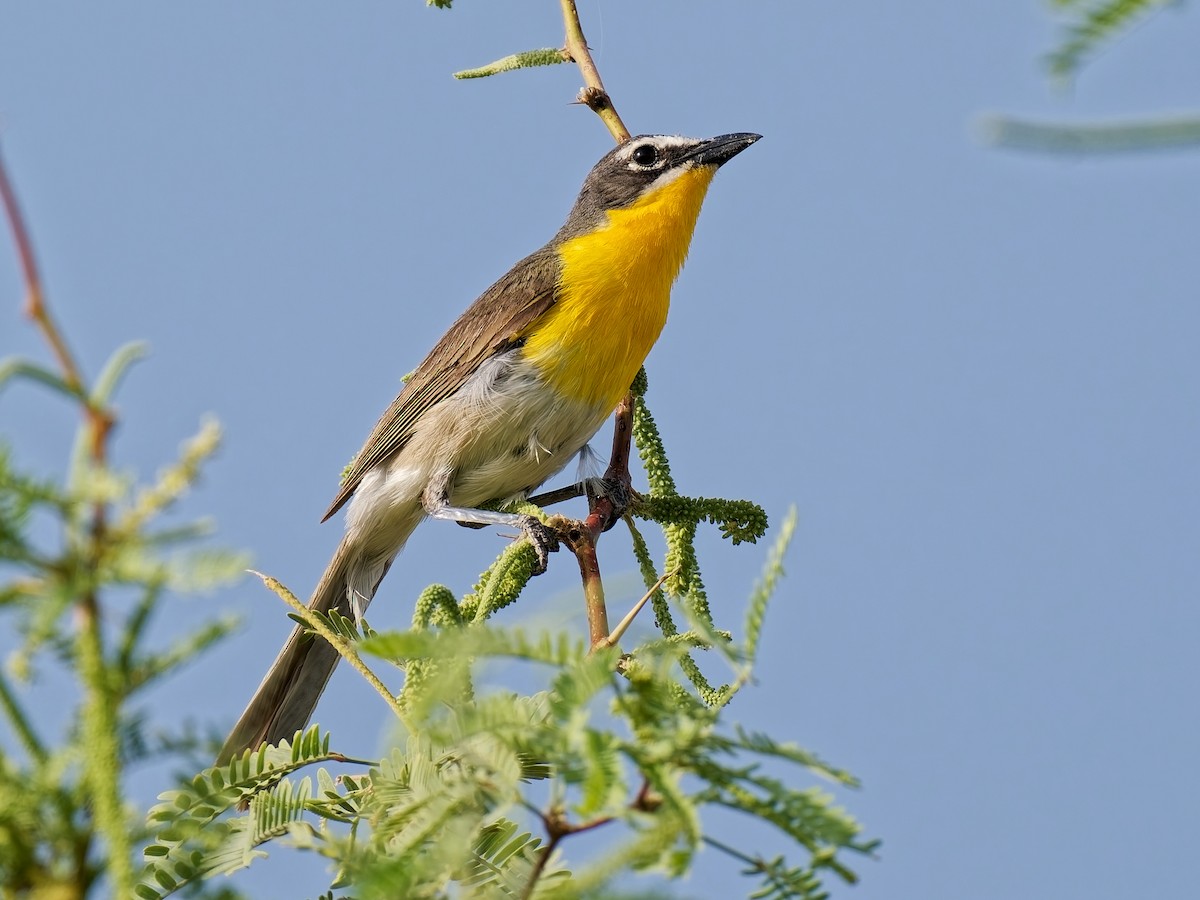 Yellow-breasted Chat - ML638324970