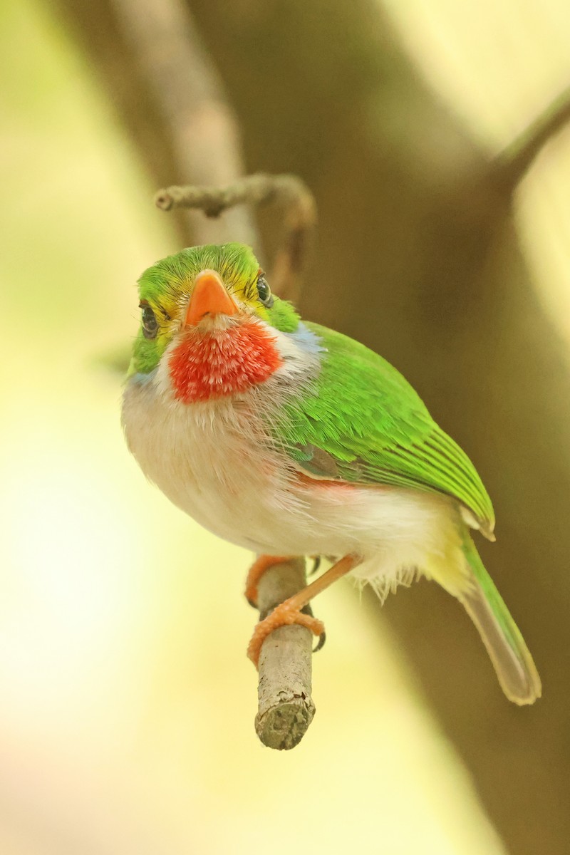 Cuban Tody - ML638324973