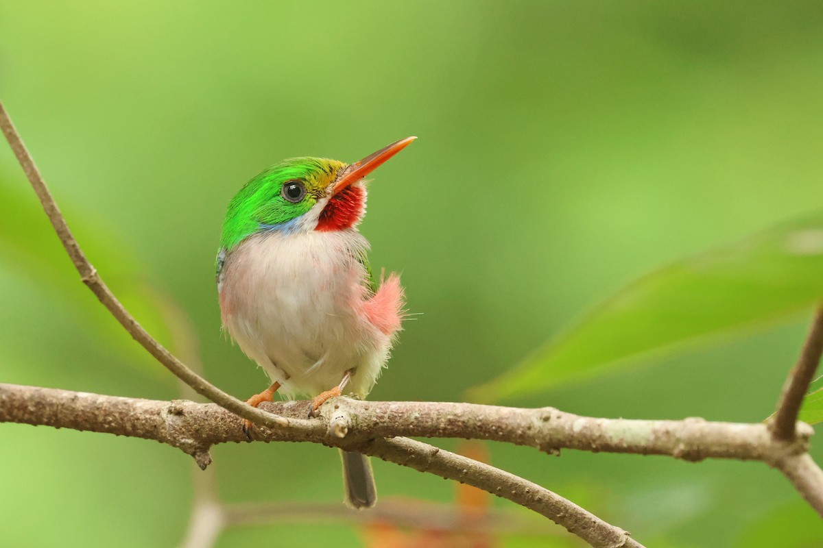 Cuban Tody - ML638324976