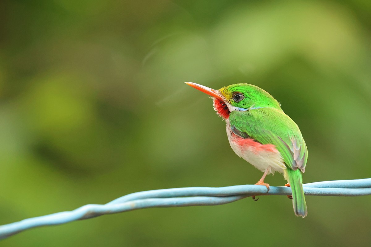 Cuban Tody - ML638324977
