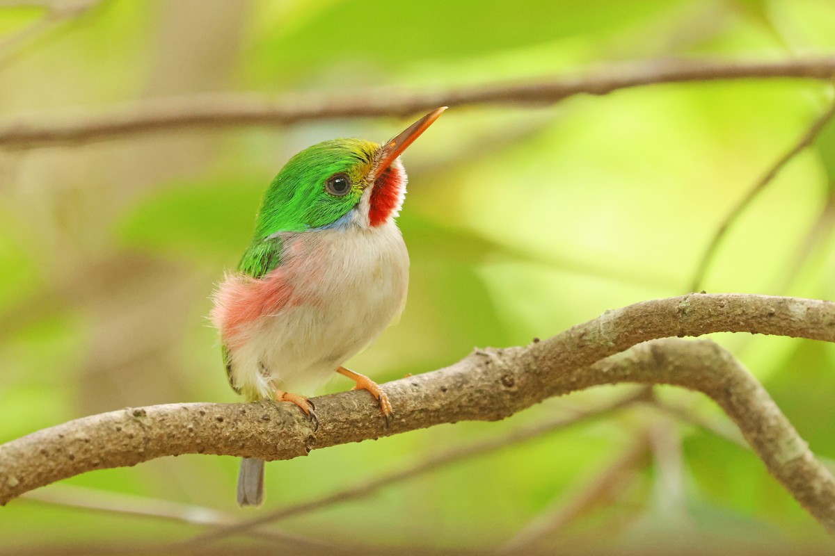 Cuban Tody - ML638324978