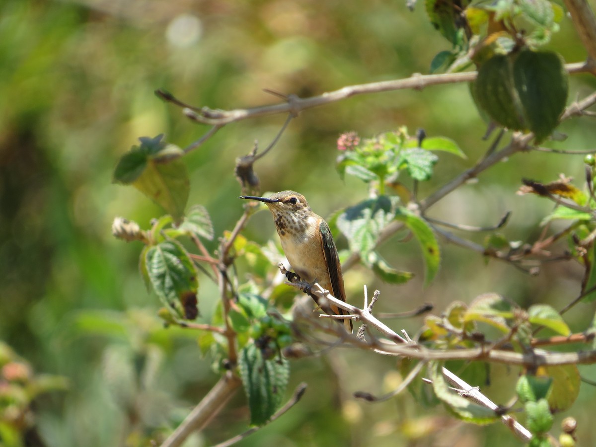 Colibri d'Allen - ML638324982