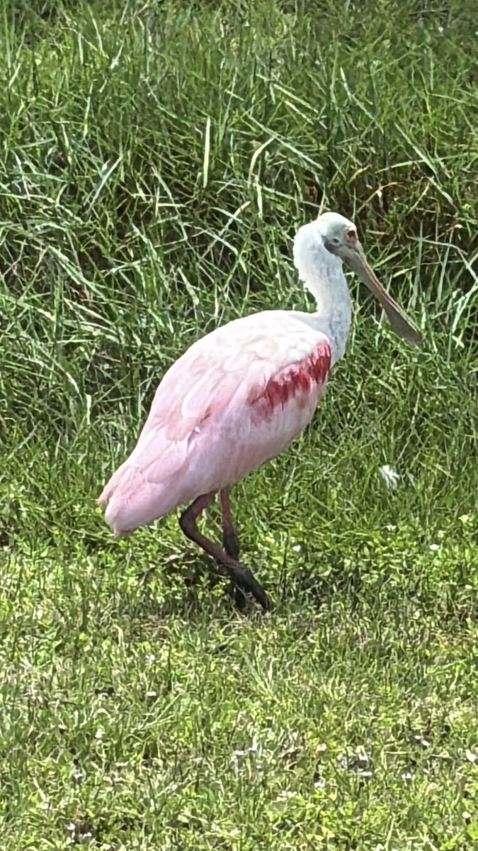 Roseate Spoonbill - ML638325008